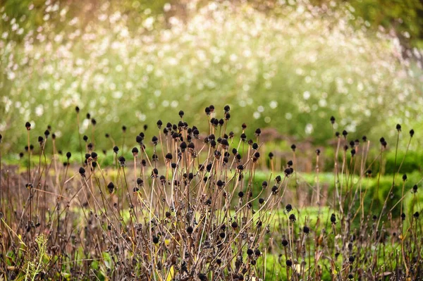 植物畑秋の自然背景 — ストック写真
