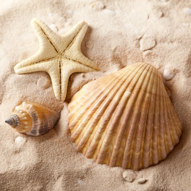 Seashells and starfish on sand clipart
