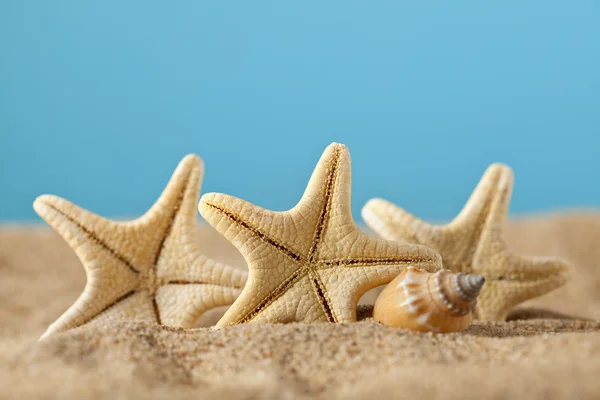 Sjøstjerner på stranda – stockfoto