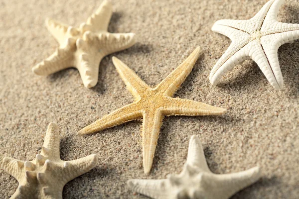 Starfishes on the beach — Stock Photo, Image