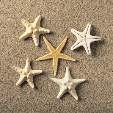 Sahilde starfishes