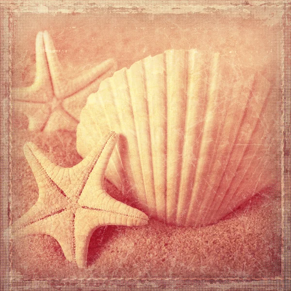 Kagylók és tengeri csillag — Stock Fotó