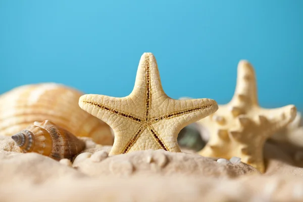 Schelpen en zeester op zand — Stockfoto