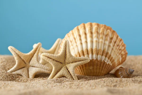 Seesterne und Muscheln auf Sand — Stockfoto