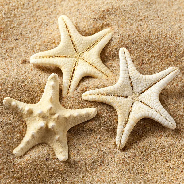 모래에 3 starfishes — 스톡 사진