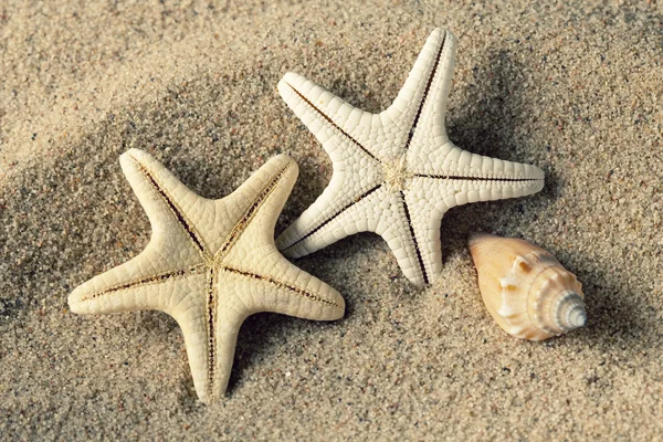 Αστερίες και θαλασσινών κοχυλιών στην παραλία — Φωτογραφία Αρχείου