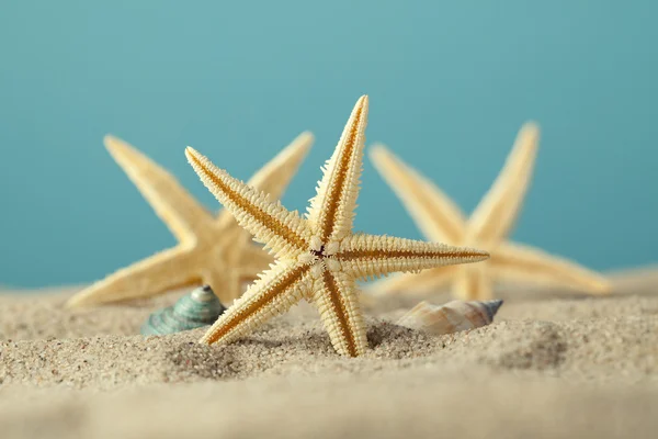 Starfish and seashell on beach — Stock Photo, Image