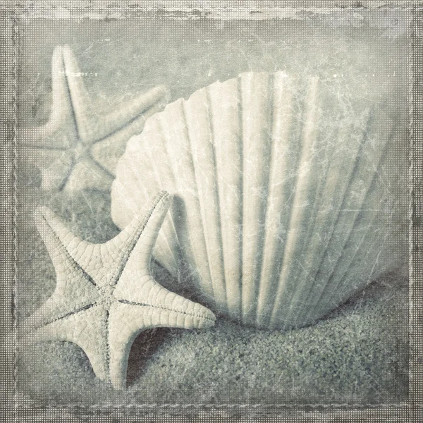 Раковины и морские звезды — стоковое фото