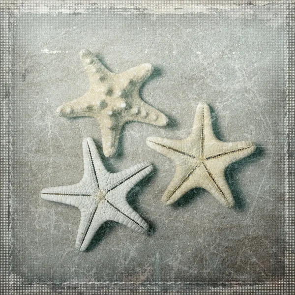 Starfish on beach — Stock Photo, Image