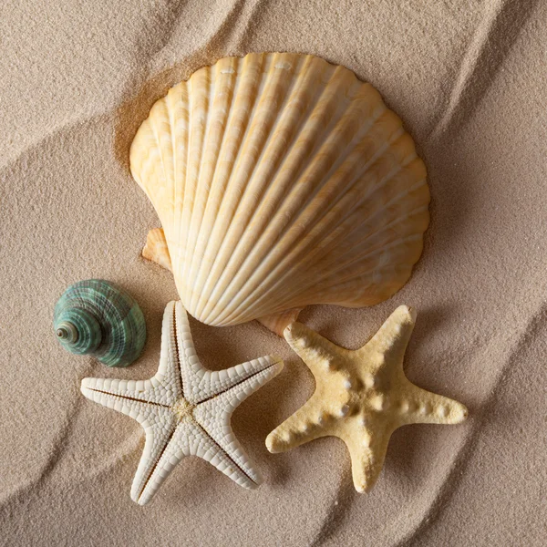 Muscheln am Strand — Stockfoto