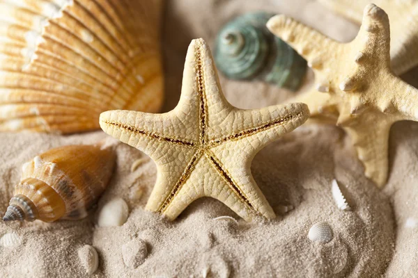 Conchas do mar e estrelas do mar na areia — Fotografia de Stock