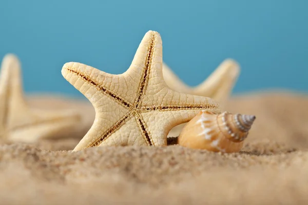 Starfish na praia — Fotografia de Stock