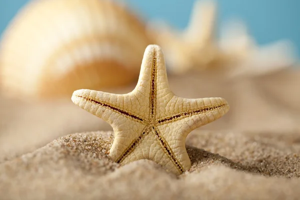 Étoile de mer et coquillages sur la plage — Photo