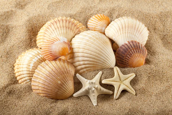 Starfish and seashells on sand — Stock Photo, Image