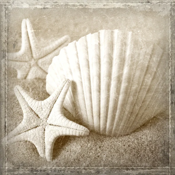 Kabukları ve deniz yıldızı — Stok fotoğraf