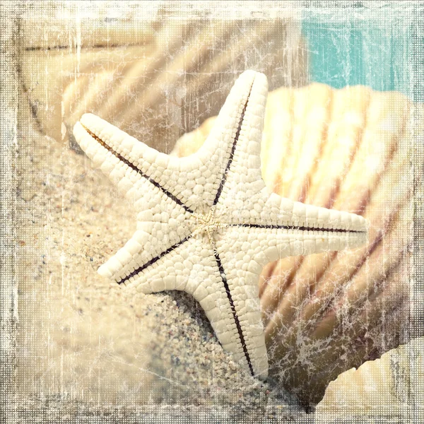 Schelpen en starfish — Stockfoto