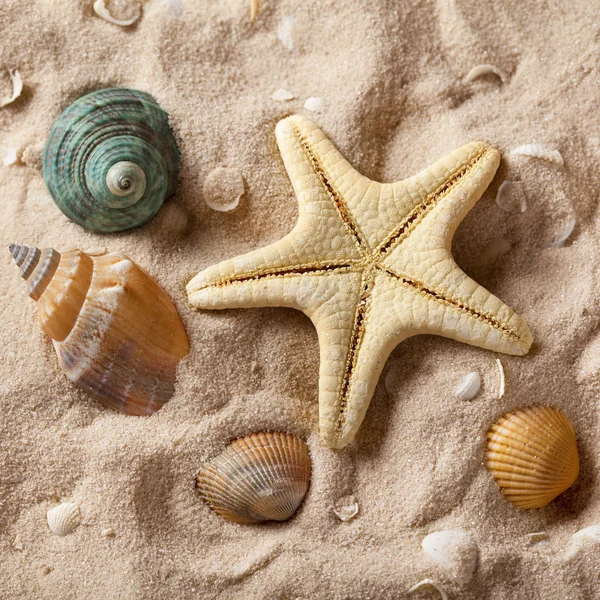 Conchas marinas y estrellas de mar sobre arena — Foto de Stock