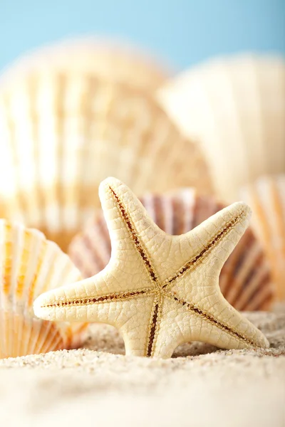 Zeester en schelpen op zand — Stockfoto