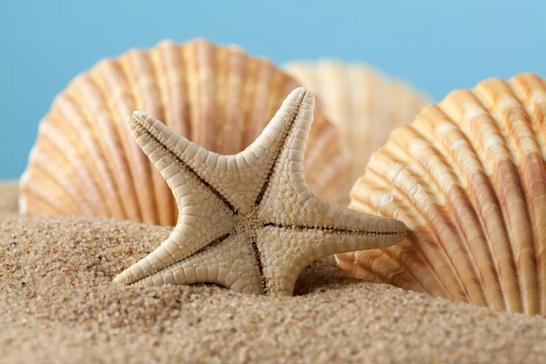 Starfish and seashells on sand — Stock Photo, Image