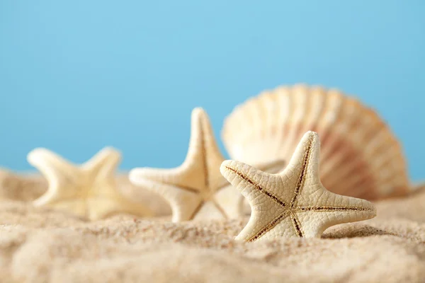 Морские звезды и раковины на летнем пляже — стоковое фото