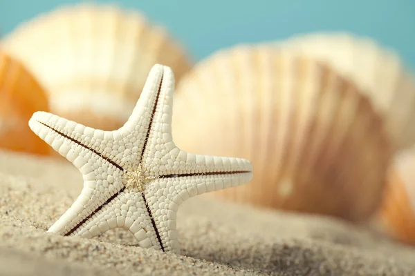 Морская звезда и ракушка на пляже — стоковое фото