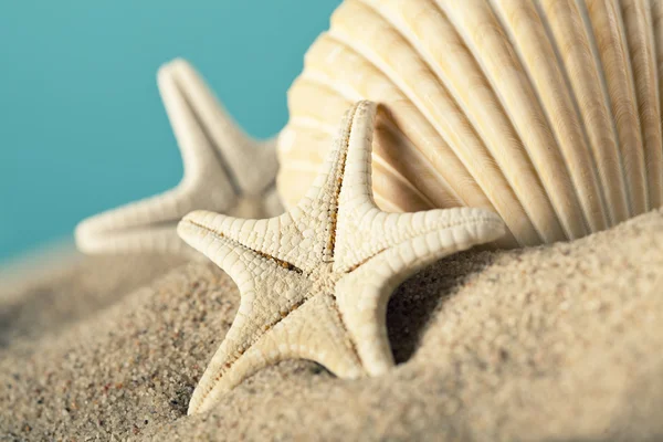 ヒトデと貝殻の浜辺 — ストック写真