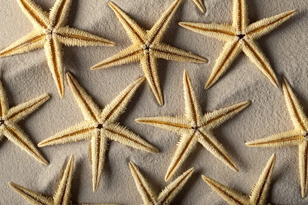 Starfish na areia — Fotografia de Stock