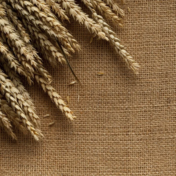 Ears of wheat on jute background — Stock Photo, Image