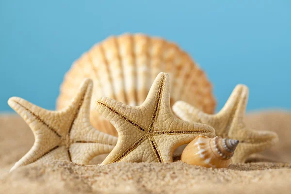 Stella marina e conchiglie sulla sabbia — Foto Stock