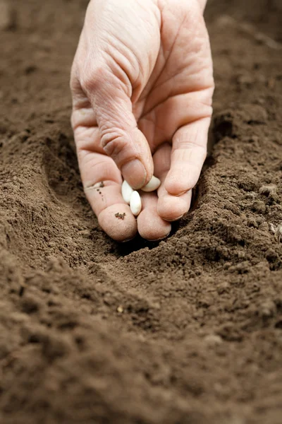 Sowing — Stock Photo, Image
