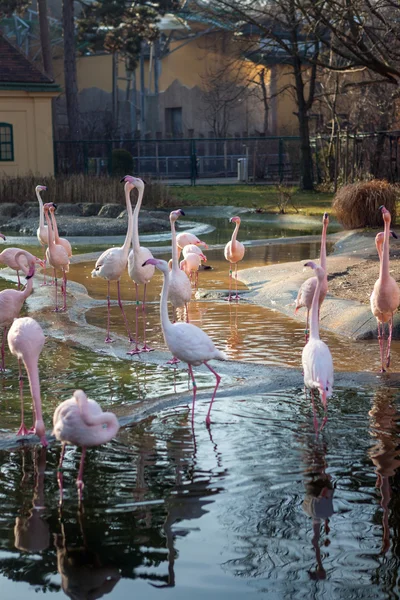 Pink Flamingos — Stock Photo, Image