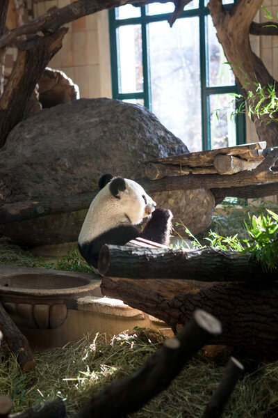 Panda Feasting on Bamboo