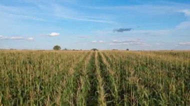 Mısır alanının Üstten Görünüm