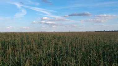 Mısır alanının Üstten Görünüm