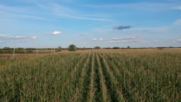 Kukorica Területen Felülnézet — Stock videók