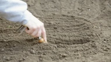 Bahçeye tohum ekmek için çiftçi elleri ekiyor. Bir adamın eli toprağa tohum yerleştirirken yakın plan..