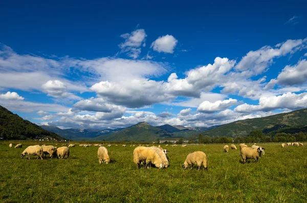 Sheep Stock Photo