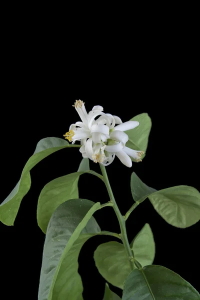 Blommande citron på svart bakgrund. — Stockfoto