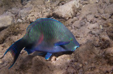 gölgeli parrotfish underwate olduğunu