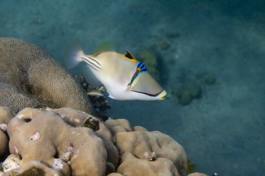 Rhinecanthus Picasso or Black Bar Triggerfish is underwater clipart