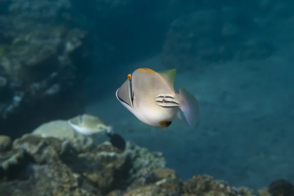 Rhinecanthus Picasso Triggerfish находится под водой — стоковое фото