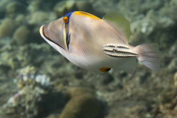 Rhinecanthus Picasso Triggerfish находится под водой — стоковое фото