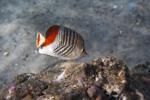 Gallineta nórdica - Chaetodon paucifasciatus Imagen de stock