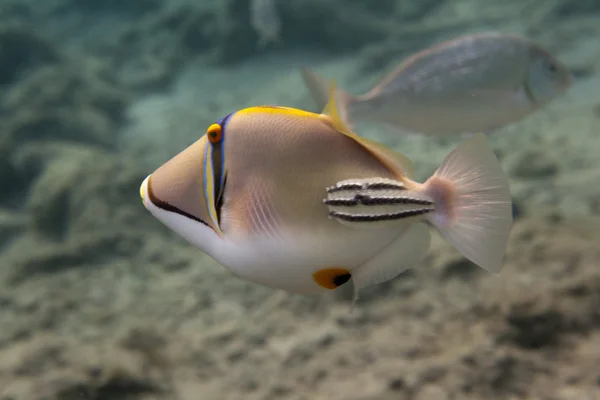 Rhinecanthus Picasso Triggerfish está bajo el agua Fotos de stock libres de derechos