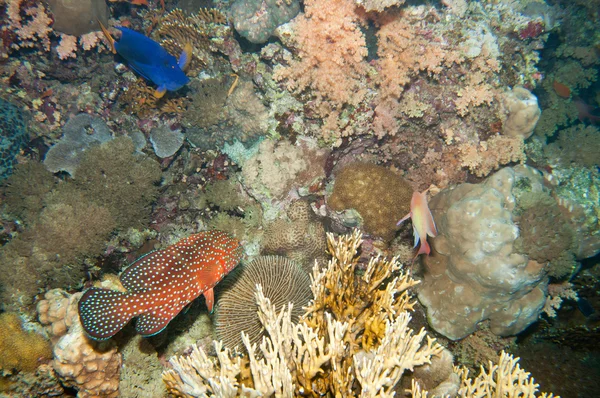 Coral hind and Yellowbar angelfish — Stock Photo, Image