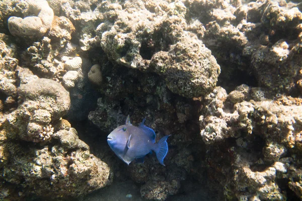 Merluza azul y dorada (Pseudobalistes fuscus ) — Foto de Stock