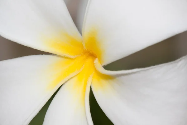 Zbliżenie kwiatów Plumeria? roślina tropikalna — Zdjęcie stockowe