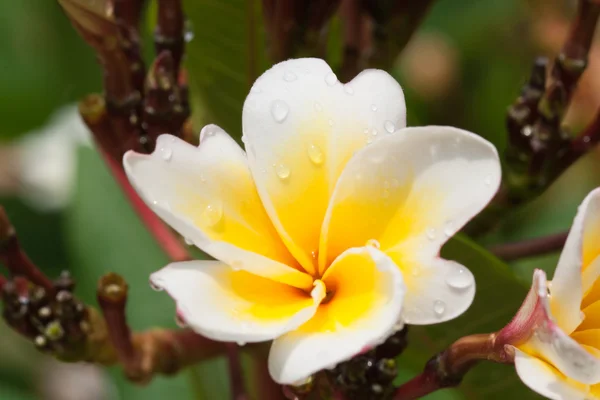 Plumeria flowers closeup - tropische Pflanze — Stockfoto