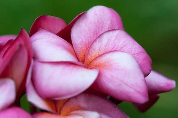 Plumeria flowers closeup — Stock Photo, Image