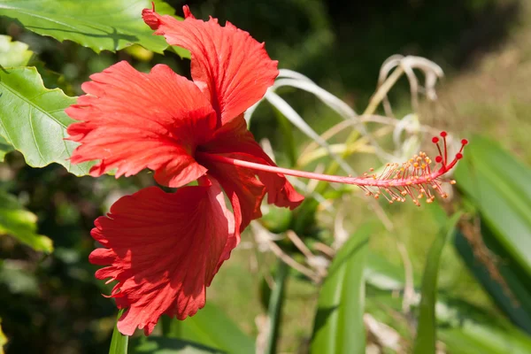 Red hibiscus tropical flower — Stock Photo, Image